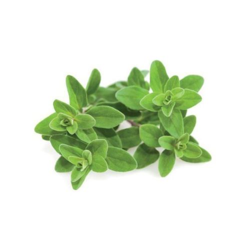 Click and Grow Smart Garden Refill 3-pack - Marjoram